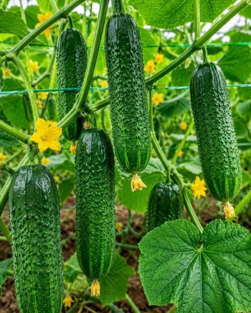 Salatalık Tüketmenin Ne Olduğunu Doktorlar Açıkladı