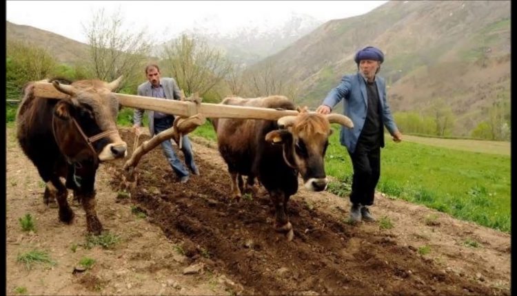 Yükledim Göçümü Gurbet Ellere.. O Dumanlı Dağlar Yar Senin Olsun